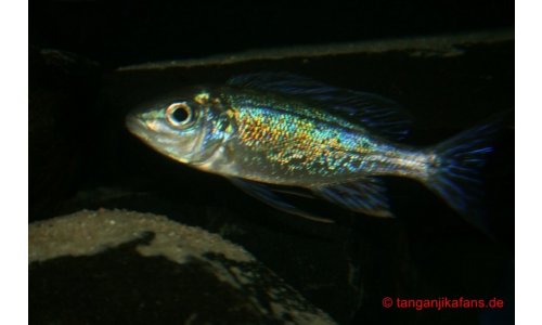 Cyathopharynx foai Kabogo